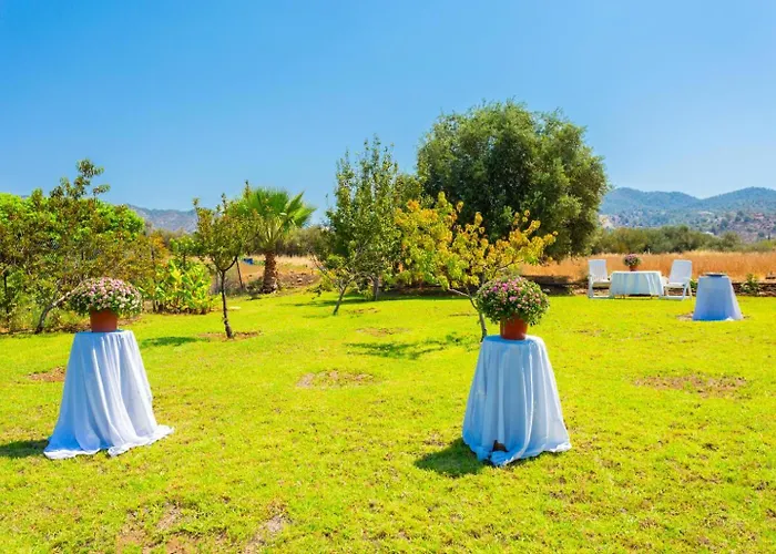 Olivetta * Kato Yialia